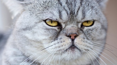 Animales y zodíaco: ¿cuál es la raza de gato ideal para cada signo?