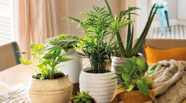 Cinco plantas ideales para el hogar que no necesitan mucho riego y soportan el Sol