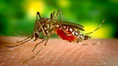 Epidemia de dengue: piden que la vacuna se incluya en el calendario nacional