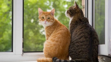 El lenguaje del amor: el particular gesto con el que los gatos demuestran afecto a sus dueños