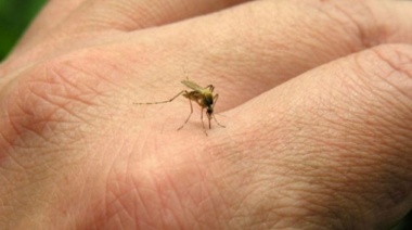 Dengue: La Provincia refuerza el estado de alerta ante más de 35 mil casos confirmados