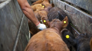 Diputados: Piden autorizar la importación de la vacuna contra la Fiebre Aftosa