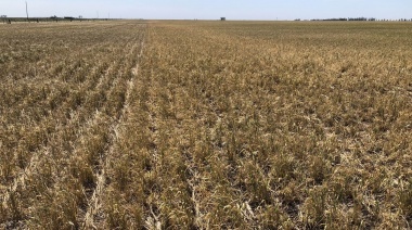 Susbielles pide que el gobierno nacional decrete la emergencia agropecuaria en la PBA