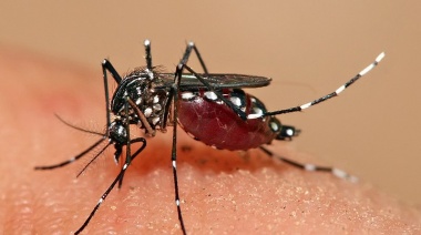 Respira hondo al saber para qué sirven los mosquitos
