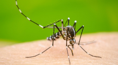 El dengue volvió a marcar récord de casos: ¿Cómo sigue la situación en la Provincia?