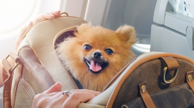 Una aerolínea realizó el primer vuelo exclusivo para mascotas