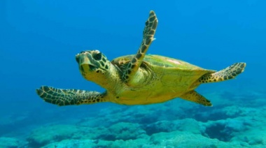 Desde las tortugas hasta las ballenas: ¿cuáles son los 5 animales más longevos del mundo?