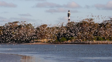 Vacaciones de invierno 2024: el paraíso de aves migratorias que está ubicado en Buenos Aires
