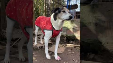 Internos de una cárcel confeccionaron abrigos para perros rescatados