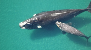 Planta GNL: Preocupa el alto impacto ambiental en un santuario de ballenas