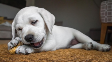 Los veterinarios brindan 10 motivos por los cuales hay que castrar a las mascotas