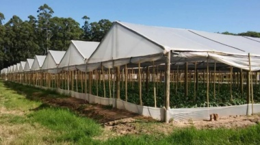 La Plata busca regular el cordón frutihortícola