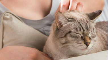 Vivir con un gato puede mejorar tu bienestar cerebral y emocional, según los expertos