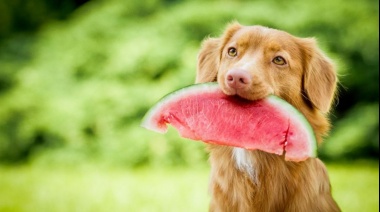 Cuáles son las frutas que pueden comer los perros y cuáles no