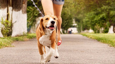 Cosas a tener en cuenta a la hora de pasear a tu perro en pleno verano
