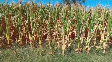 Preocupante sequía: crisis hídrica golpea al agro bonaerense