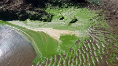Piden informes por la aparición de cianobacterias en el Río La Plata