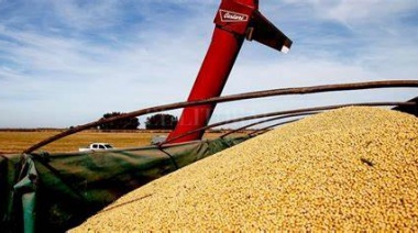 Informalidad en la cadena del trigo: Un problema que afecta a todos