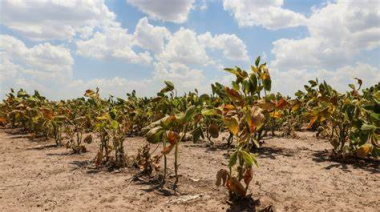 La Provincia prorrogó la Emergencia Agropecuaria por la sequía en tres partidos bonaerenses