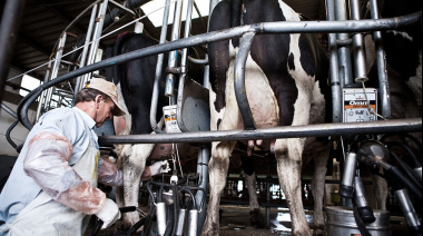 Alerta en el sector lechero: cerraron casi mil tambos en la era Milei