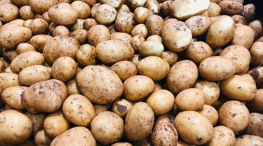 Productores de papa reclaman alivio fiscal y acceso al crédito en el sudeste bonaerense