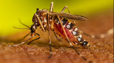 Alak lanzó el Plan de Prevención contra el Dengue 2025/2026 en La Plata