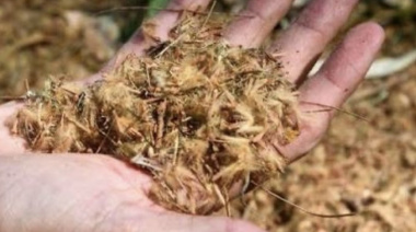 Proponen prohibir la plantación de plátanos en La Plata por sus efectos en la salud