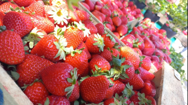 Fiesta de la Frutilla en Escobar: fechas, horario y cronograma de actividades con entrada libre y gratuita