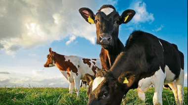 Polémica por un impuesto a los eructos de las vacas en la provincia de Buenos Aires