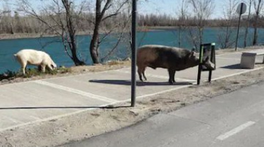 Ahora aparecieron cerdos salvajes sueltos en Nordelta