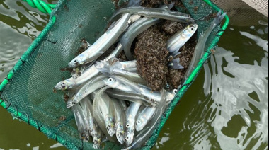 Siembran miles de pejerreyes juveniles en tres lagunas del interior bonaerense