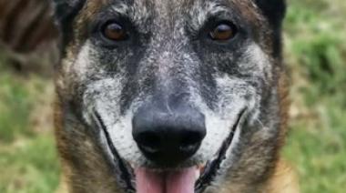 Senado bonaerense propone reconocer con medallas y homenajes a los perros policiales