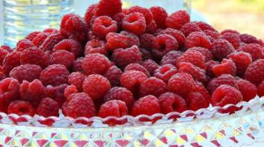 Fiesta Provincial de la Frambuesa: reconocidas bandas y una experiencia única con plantaciones locales