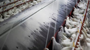 La gripe aviar salta a la producción y golpea el comercio exterior