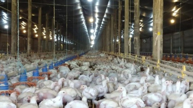 Preocupación en Buenos Aires por un brote de influenza aviar: piden reforzar el plan sanitario