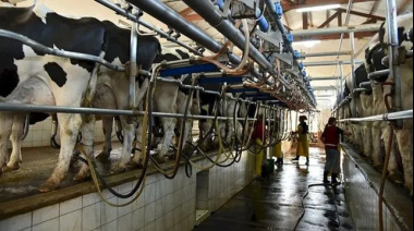 Más leche, menos plata: el negocio que no cierra en los tambos bonaerenses