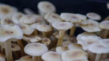 Buscan regular la producción de hongos comestibles en la PBA