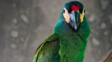 Buscan reintroducir en Argentina al maracaná lomo rojo, una especie extinguida en el país hace décadas: “Es un orgullo infinito”