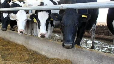 De 30.000 a menos de 9.000: el derrumbe silencioso de los tambos argentinos