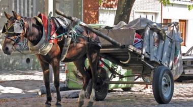 Dos proyectos buscan eliminar la tracción a sangre en la provincia de Buenos Aires