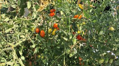 Tras 20 años, la Provincia realizará un nuevo Censo Hortiflorícola