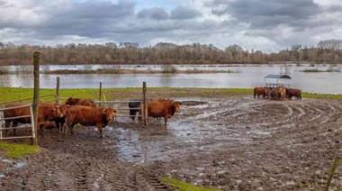 Emergencia agropecuaria en 9 de Julio y Necochea