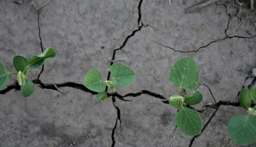 Legislatura bonaerense: reclaman declarar la emergencia agropecuaria por la sequía