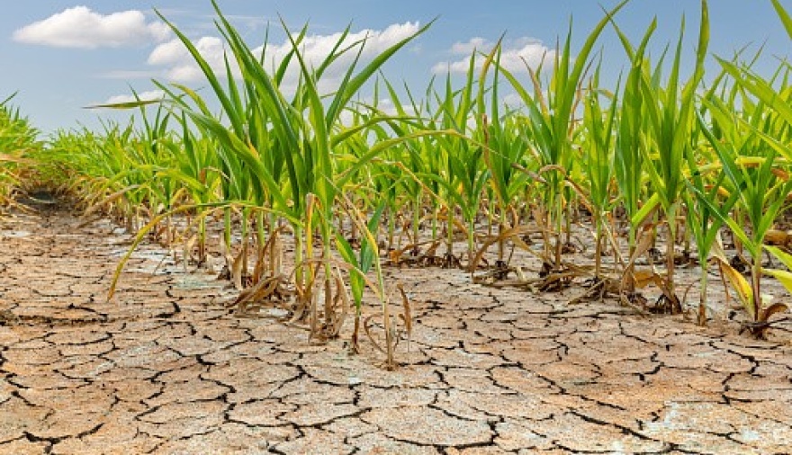 Sequía: conocé los beneficios que otorga el Gobierno para productores afectados