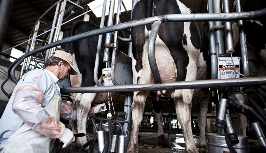 Alerta en el sector lechero: cerraron casi mil tambos en la era Milei