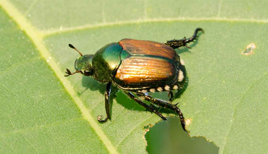 Si tenés escarabajos en tu casa puede significar algo muy importante, según el Feng Shui