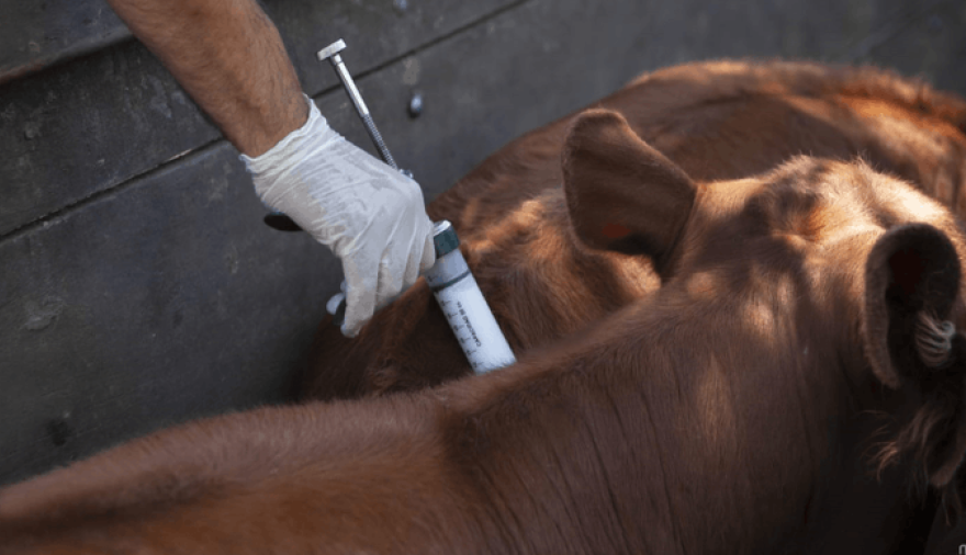 El campo bonaerense rechaza la desregulación de la vacunación contra la aftosa impulsada por el Senasa