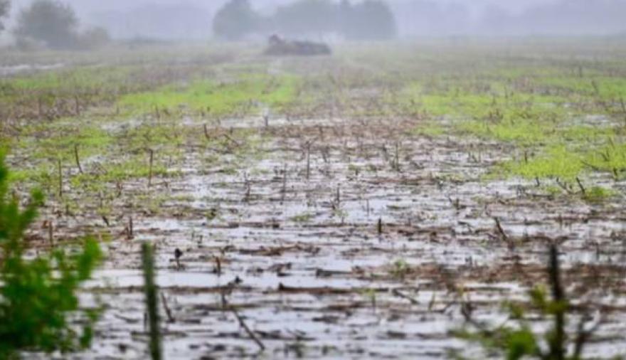 Campo: alertan por el impacto de El Niño en el noroeste bonaerense