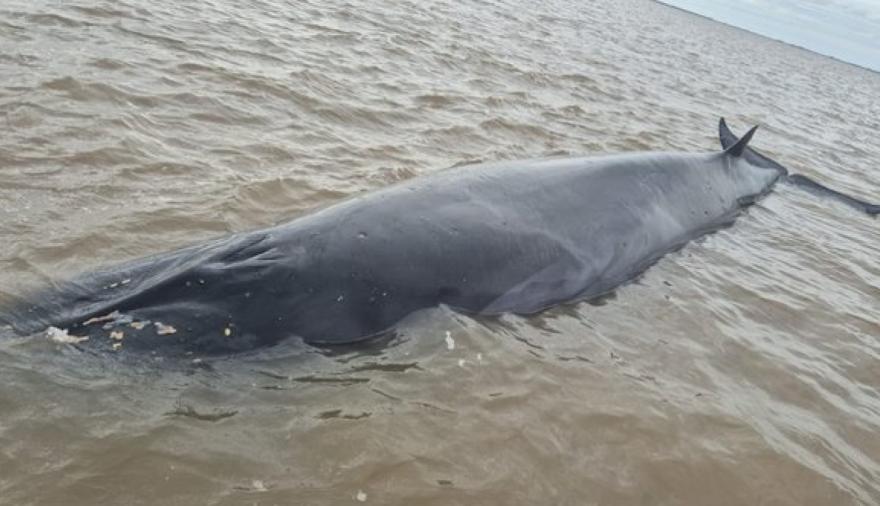 Una ballena quedó varada frente a San Isidro y desplegaron un operativo de rescate