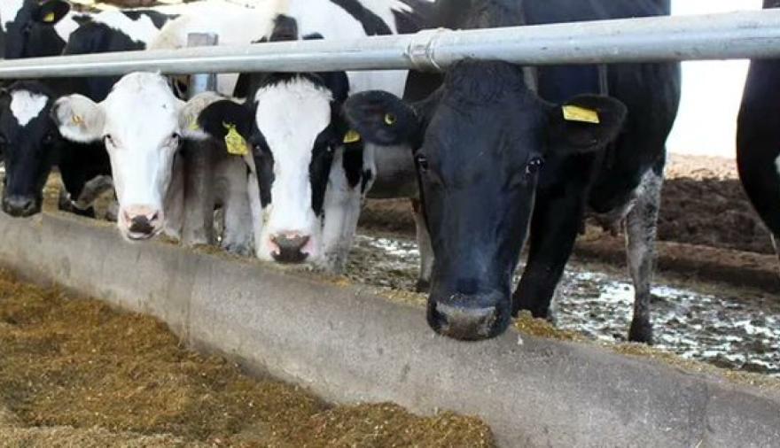 De 30.000 a menos de 9.000: el derrumbe silencioso de los tambos argentinos